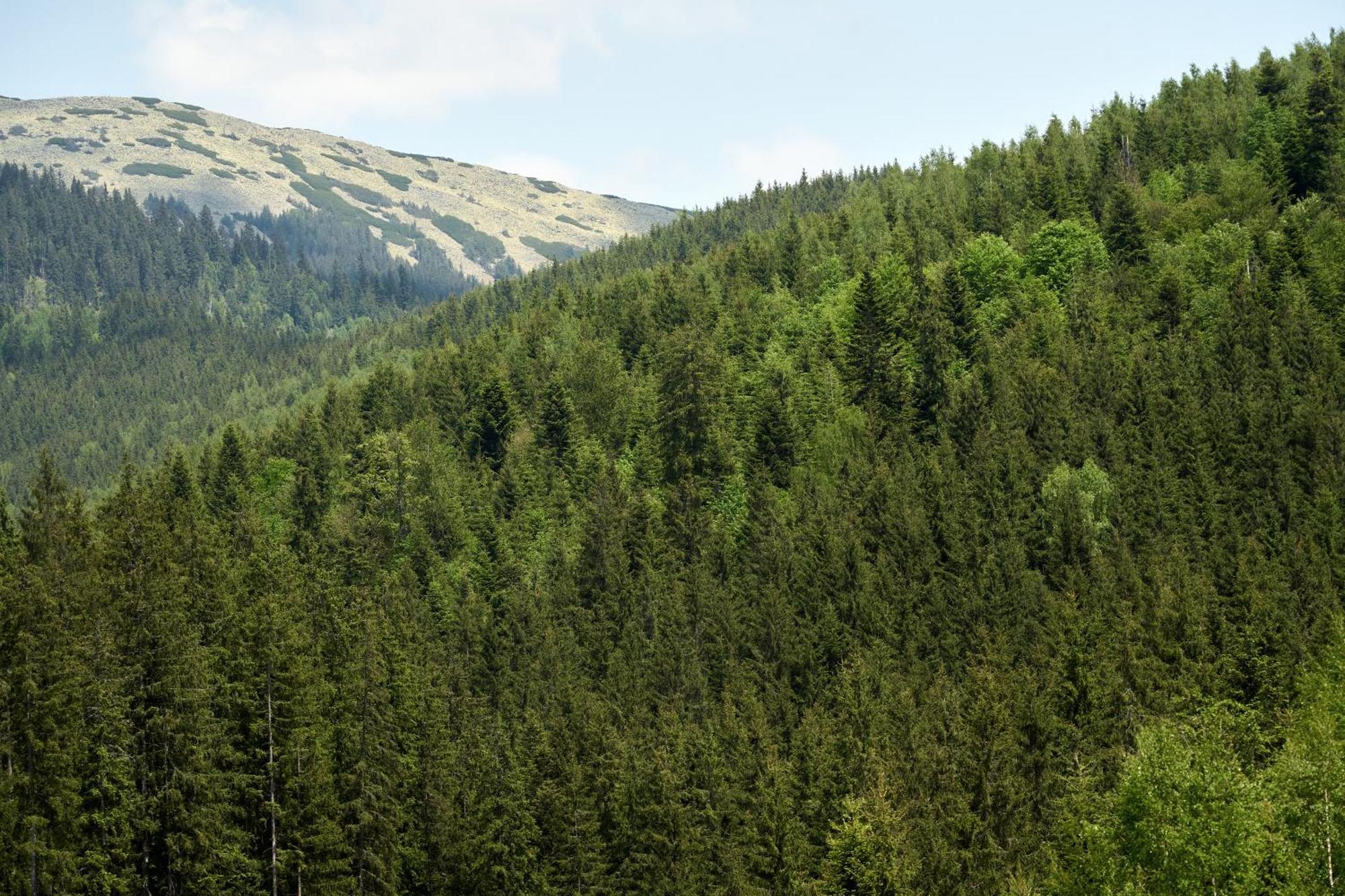 Goral & * Bukovel